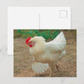 Funky Chicken Hen Hy-Line Silver Brown Briefkaart (Voorkant / Achterkant)