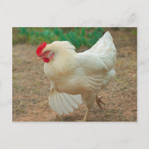 Funky Chicken Hen Hy-Line Silver Brown Briefkaart