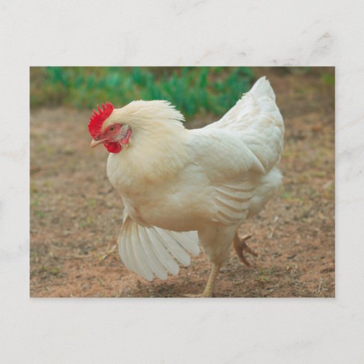 Funky Chicken Hen Hy-Line Silver Brown Briefkaart (Voorkant)