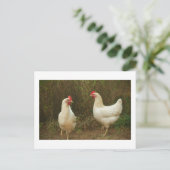 Funky Chicken Hen Hy-Line Silver Brown Briefkaart (Staand voorkant)