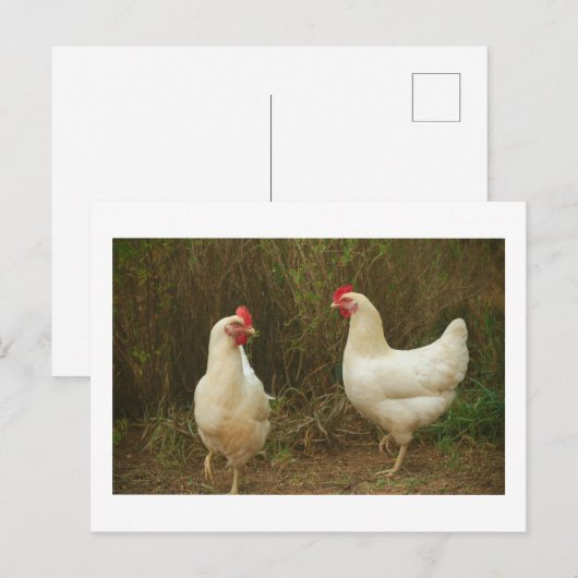 Funky Chicken Hen Hy-Line Silver Brown Briefkaart (Voorkant / Achterkant)