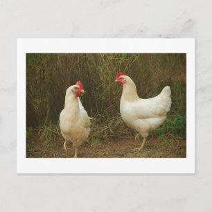 Funky Chicken Hen Hy-Line Silver Brown Briefkaart