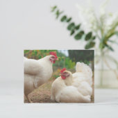 Funky Chicken Hen Hy-Line Silver Brown Briefkaart (Staand voorkant)