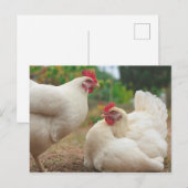 Funky Chicken Hen Hy-Line Silver Brown Briefkaart (Voorkant / Achterkant)