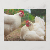 Funky Chicken Hen Hy-Line Silver Brown Briefkaart (Voorkant)