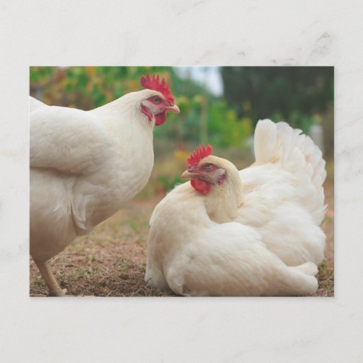 Funky Chicken Hen Hy-Line Silver Brown Briefkaart (Voorkant)