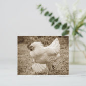 Funky Chicken Hen Hy-Line Silver Brown Briefkaart (Staand voorkant)