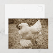 Funky Chicken Hen Hy-Line Silver Brown Briefkaart (Voorkant / Achterkant)