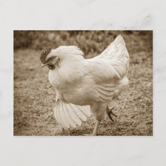 Funky Chicken Hen Hy-Line Silver Brown Briefkaart (Voorkant)