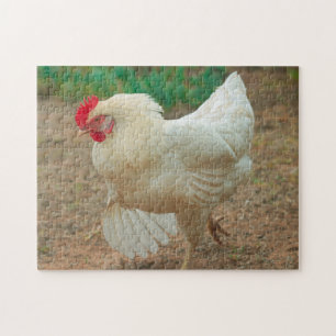 Funky Chicken Hen Hy-Line Silver Brown Legpuzzel