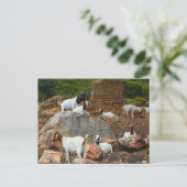 Funky Geiten Ginger Witte Staande Wandelend Feestdagenkaart (Staand voorkant)