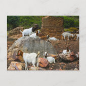 Funky Geiten Ginger Witte Staande Wandelend Feestdagenkaart (Voorkant)