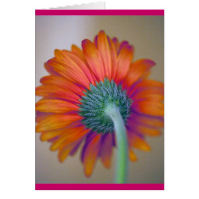 Funky Gerbera (Voorkant)