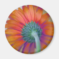 Funky Gerbera