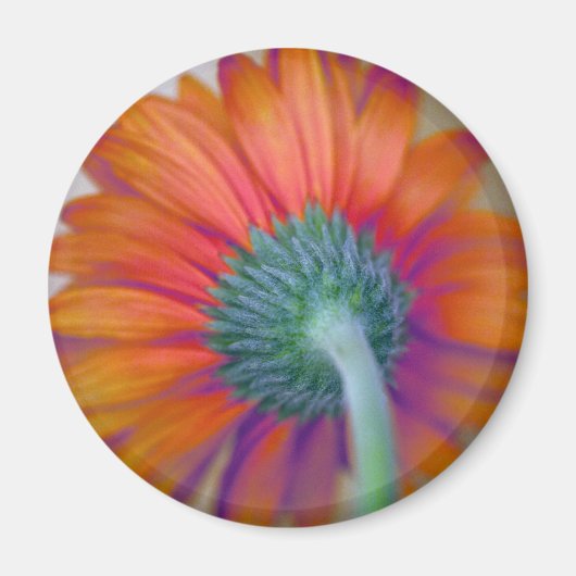 Funky Gerbera Magneet (Voorkant)