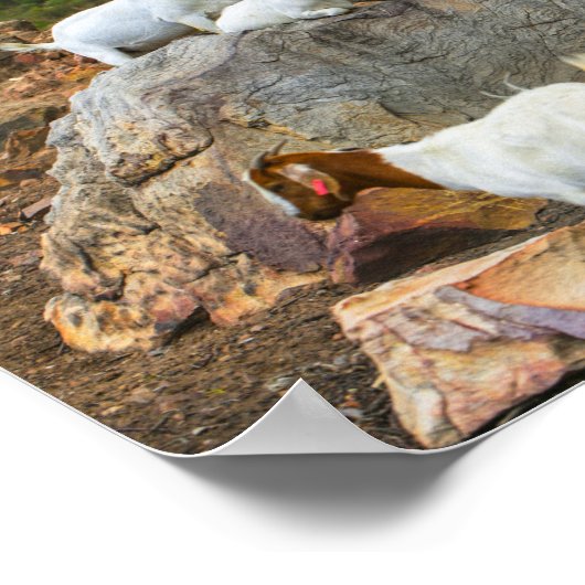 Funky Goats Ginger White Standing Walking Poster (Hoek)