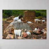 Funky Goats Ginger White Standing Walking Poster (Voorkant)
