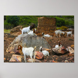 Funky Goats Ginger White Standing Walking Poster
