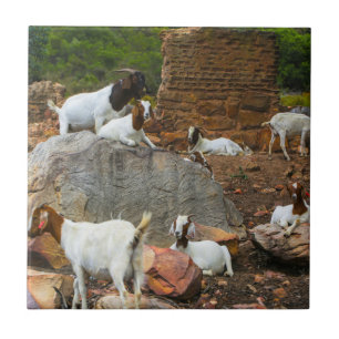 Funky Goats Ginger White Standing Walking Tegeltje