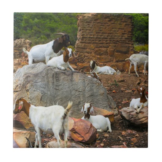 Funky Goats Ginger White Standing Walking Tegeltje (Voorkant)