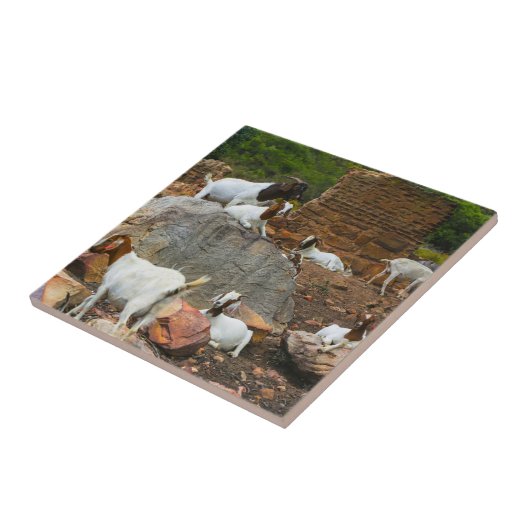 Funky Goats Ginger White Standing Walking Tegeltje (Zijkant)