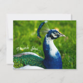 Funky Peacock Flat Hartelijk dank Bedankkaart (Voorkant)