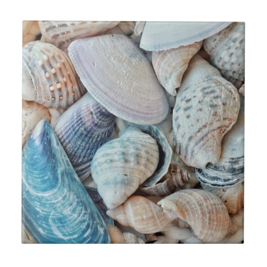 Funky Sea Shells Holiday Seaside Tegeltje (Voorkant)