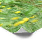 Funny Aberdeen Angus Koe Poster (Hoek)