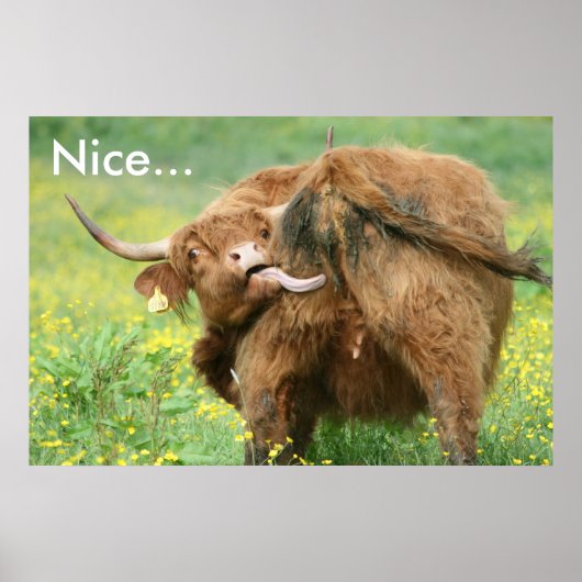 Funny Aberdeen Angus Koe Poster (Voorkant)