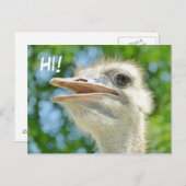 Funny African Ostrich - Hi Briefkaart (Voorkant / Achterkant)