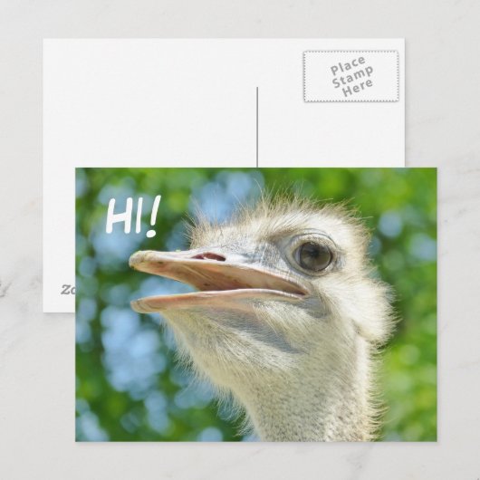 Funny African Ostrich - Hi Briefkaart (Voorkant / Achterkant)