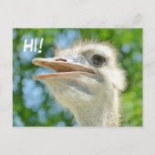 Funny African Ostrich - Hi Briefkaart (Voorkant)