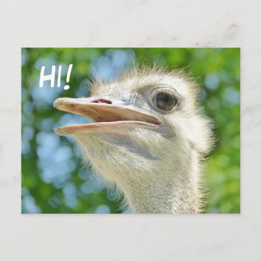 Funny African Ostrich - Hi Briefkaart (Voorkant)