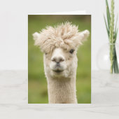 Funny Alpaca Birthday Card Kaart (Voorkant)