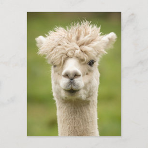 Funny Alpaca Briefkaart