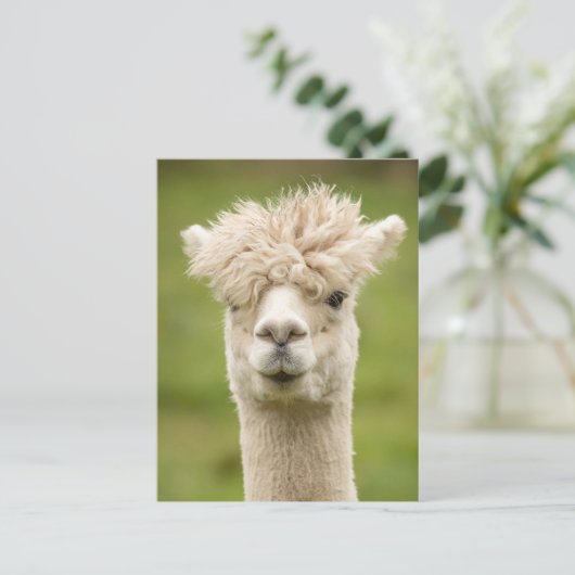 Funny Alpaca Briefkaart (Staand voorkant)