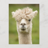 Funny Alpaca Briefkaart (Voorkant)