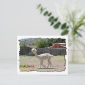Funny Alpaca Briefkaart (Staand voorkant)