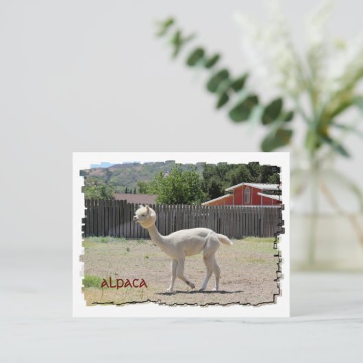 Funny Alpaca Briefkaart (Staand voorkant)