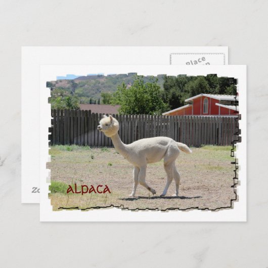 Funny Alpaca Briefkaart (Voorkant / Achterkant)