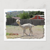 Funny Alpaca Briefkaart (Voorkant)