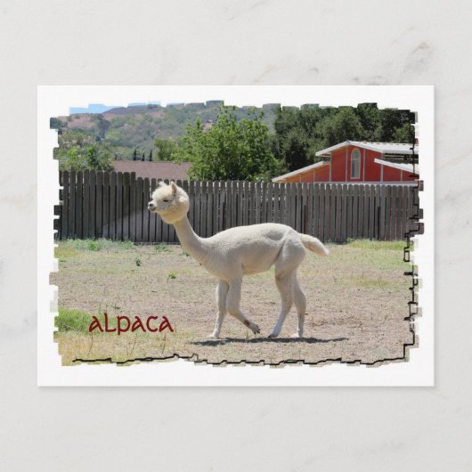 Funny Alpaca Briefkaart (Voorkant)