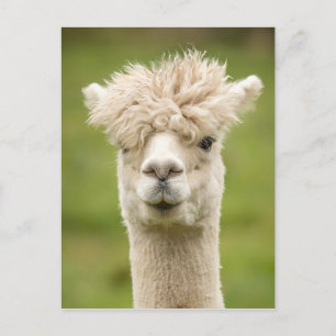 Funny Alpaca Briefkaart