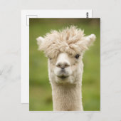 Funny Alpaca Briefkaart (Voorkant / Achterkant)