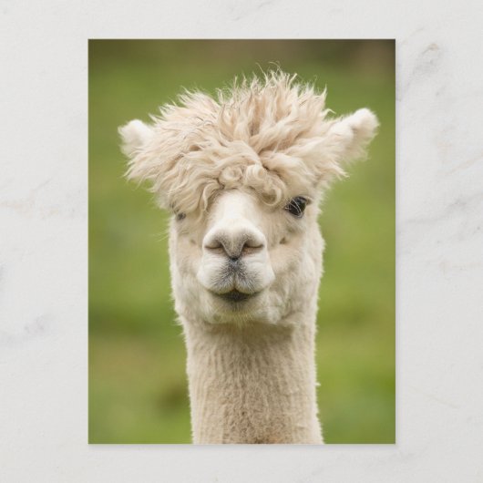 Funny Alpaca Briefkaart (Voorkant)