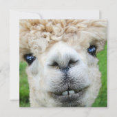 Funny Alpaca-kerstkaart Kaart (Voorkant)