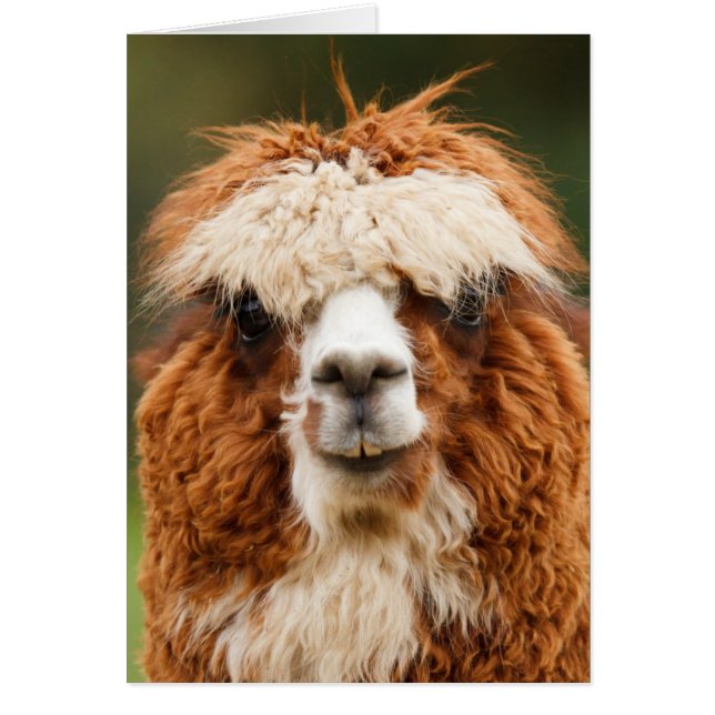 Funny alpaca met grote tanden (Voorkant)