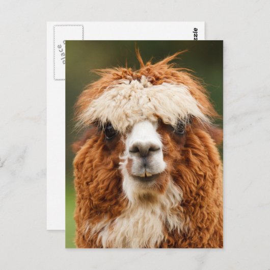 Funny alpaca met grote tanden briefkaart (Voorkant / Achterkant)