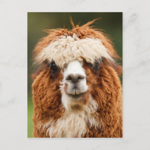 Funny alpaca met grote tanden briefkaart