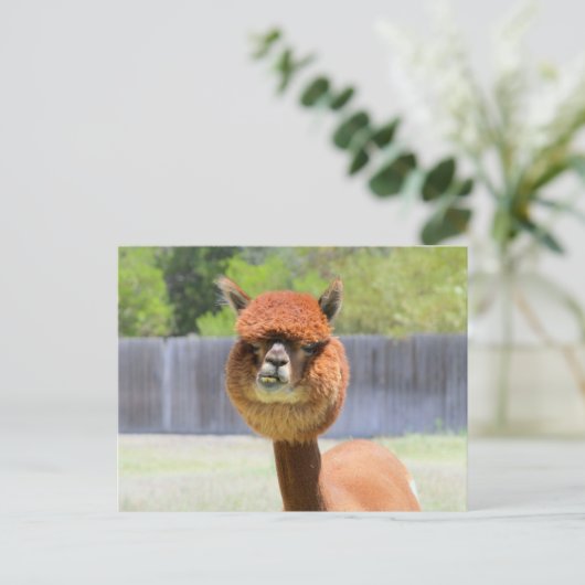Funny Alpaca Post Card Briefkaart (Staand voorkant)